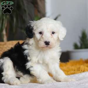 Carrot, Mini Sheepadoodle Puppy
